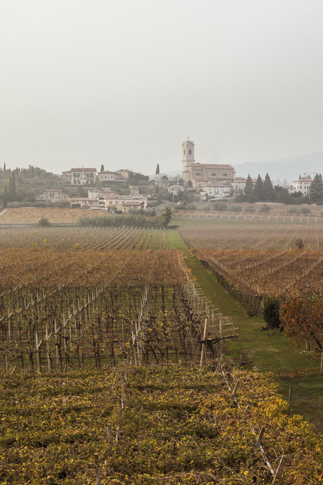 I filari di vite che circondano la proprietà
